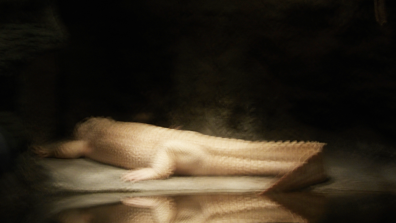 Gallery collage photo